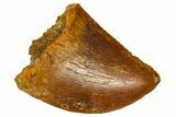 Serrated, Baby Carcharodontosaurus Tooth - Morocco #361037-1